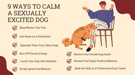 sex in dogs|14 Ways to Calm a Sexually Excited Dog